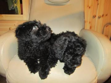 Wuschelige Puli Welpen