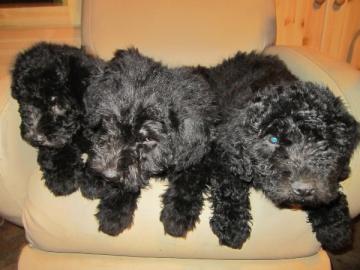 Wuschelige Puli Welpen