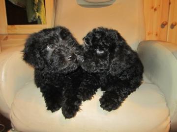 Wuschelige Puli Welpen