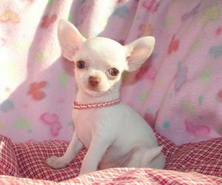 MINI Chihuahua Welpen zu verschenken