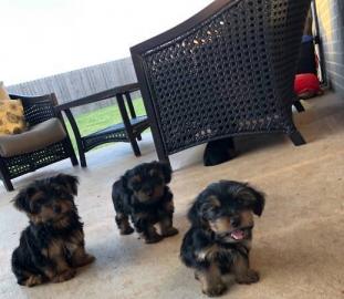 Yorkshire-Terrier Welpen