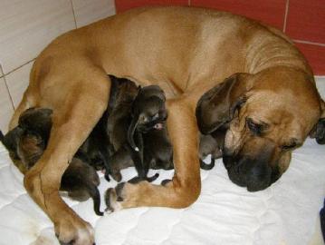 Fila Brasileiro - Welpen aus Wurf O