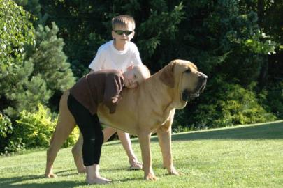 Fila Brasileiro - Welpen aus Wurf O