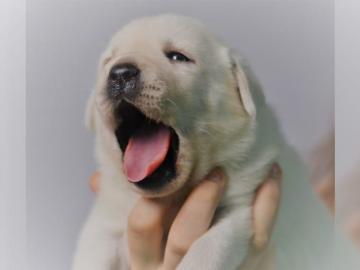 Labrador Welpen mit Papieren in Gelb und