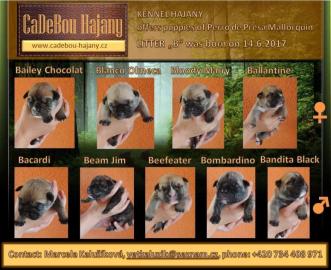Perro de Presa Mallorquin - Cadebou