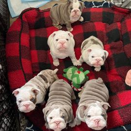 Englisch Bulldog Welpen mit FCI Stammba