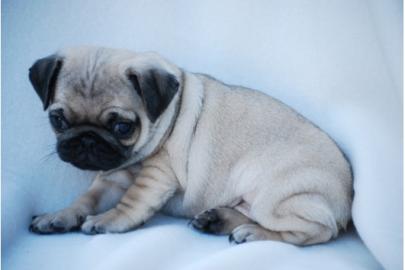 Liebenswerte Mops - Welpen