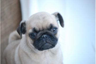 Liebenswerte Mops - Welpen