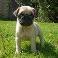 m�nnliche und weibliche Mops-Welpen