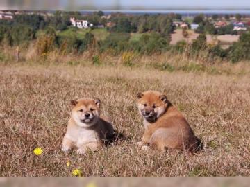 Shiba Inu Welpen