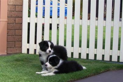 Super sch�ne Australian Shepherd Welpen