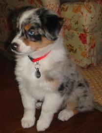Super sch�ne Australian Shepherd Welpen