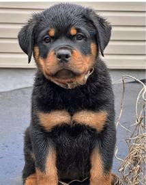 Rottweilerwelpen whatsapp nummer +436811