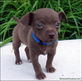 Zucker MINI CHIHUA.  BabYs dringend abzug
