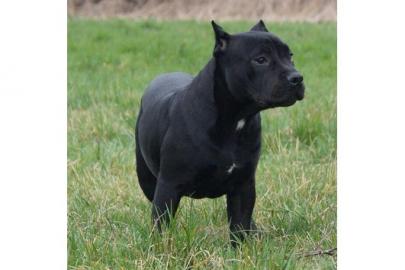 Reinrassige APBT Welpen f�r Sie