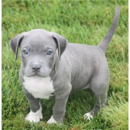 Reinrassige APBT Welpen f�r Sie