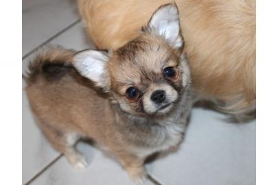Chihuahua Girl mit Charme-Offensive
