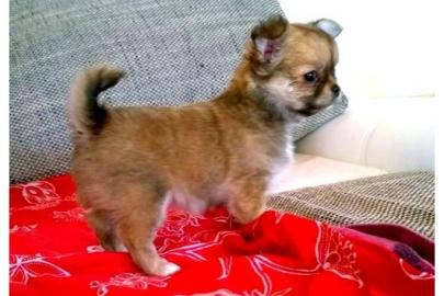 Chihuahua Girl mit Charme-Offensive