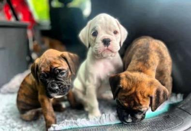 Wundersch?ne Boxerwelpen zu verkaufen