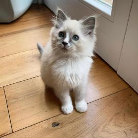 Baby kitten mit papieren