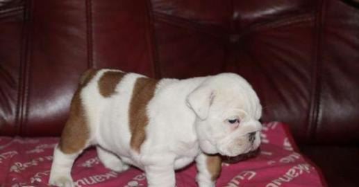 Englische Bulldoggen, Babys suchen ein z