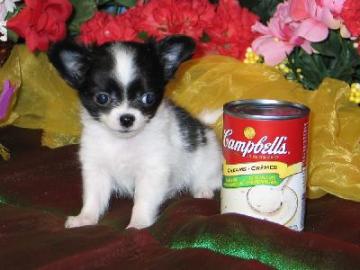 MINI CHIHUAHUA WELPEN