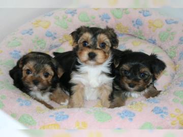 S??e black tan Yorkshire-Terrier Welpen