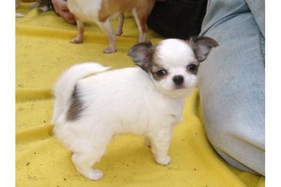 S��e Mini Chihuahua Welpen