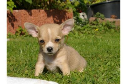 //Chihuahua Mini-Chihuahua-Welpen (M�dch