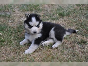 Siberian Huskywelpen mit Kennel Club Pap