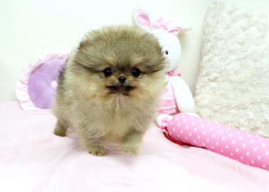 Zwergspitz / Pomeranian Welpen. 