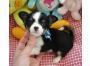 Mini Chihuahua zu verkaufen