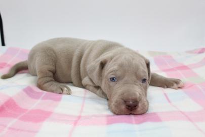 s??e Grear Dane Welpen zur Adoption