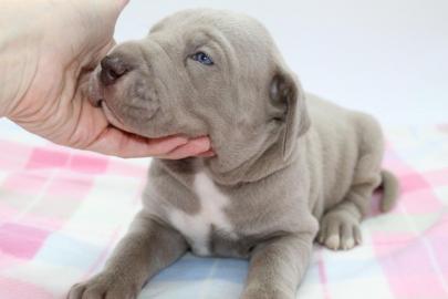 s??e Grear Dane Welpen zur Adoption