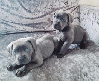 s??e Cane Corso Welpen