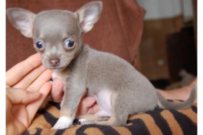 Reinrassige Chihuahua Welpen mit Stammba