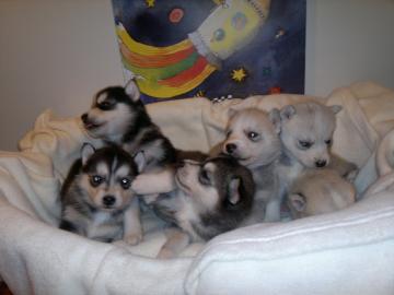 Siberian husky welpen mit EU-Impfpass