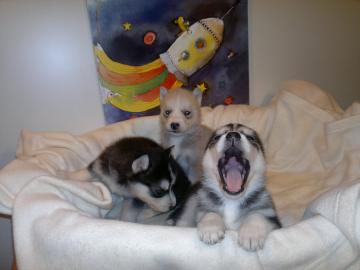 Siberian husky welpen mit EU-Impfpass