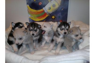 Siberian husky welpen mit EU-Impfpass