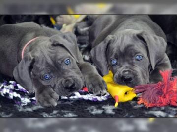 Cane Corso Welpen