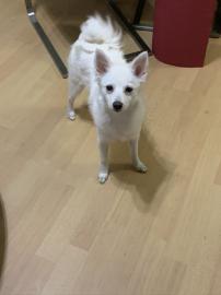 S��er spitz Weibchen 10 Monate