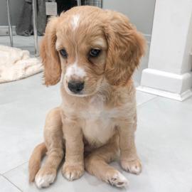 Cockerspaniel-Welpen ab sofort verf?gbar