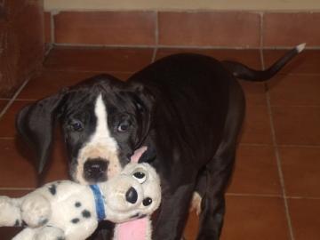 Deutsche Dogge - R�de