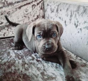 s??e Cane Corso Welpen
