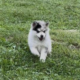 S��e Pomsky-Welpen zu verkaufen! WhatsAp