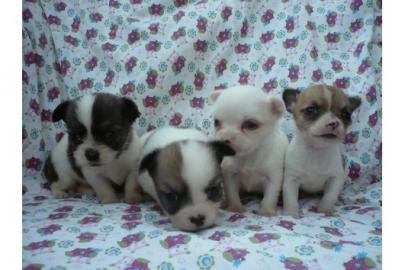 100% Mini Chihuahua Welpen 150 euros