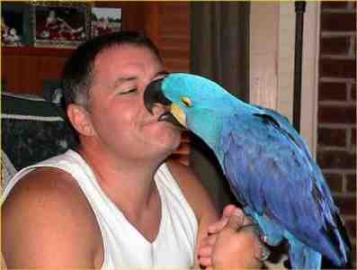 hyacinth macaw parrots