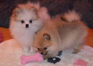 Reinrassiger Pomeranian spitz