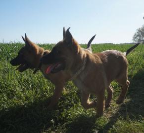 Belgischer Sch�ferhund Malinois Welpe