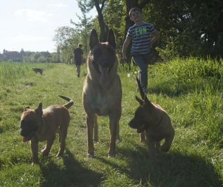Belgischer Sch�ferhund Malinois Welpe